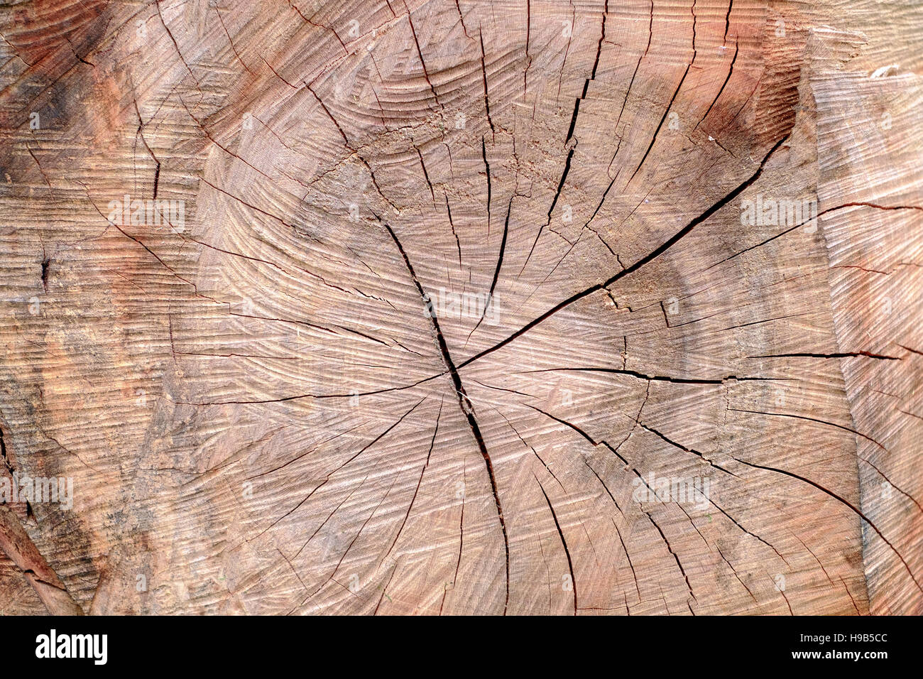 Cherry tree sawed trunk section closeup Stock Photo