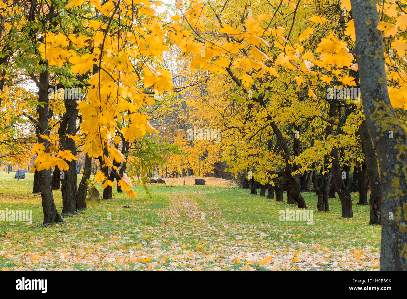 Colorful foliage in the autumn park Stock Photo - Alamy