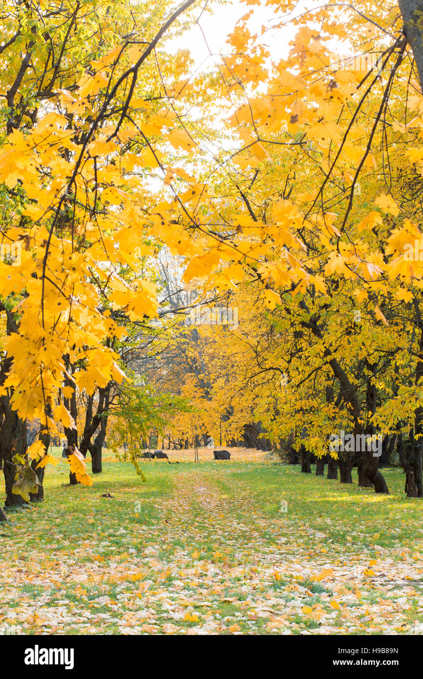 Colorful foliage in the autumn park Stock Photo - Alamy