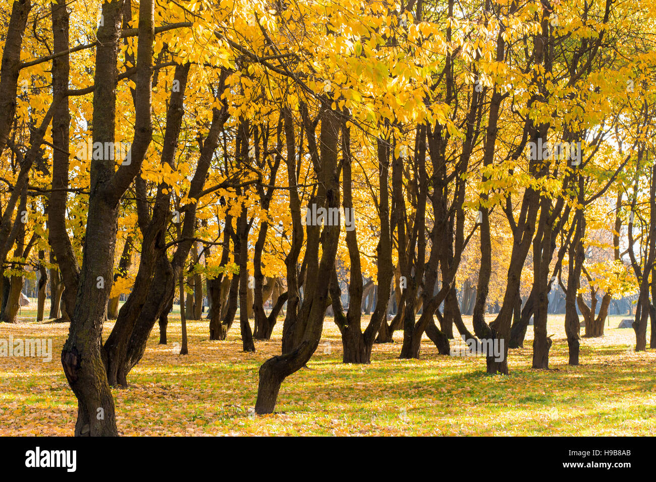 Colorful foliage in the autumn park Stock Photo - Alamy