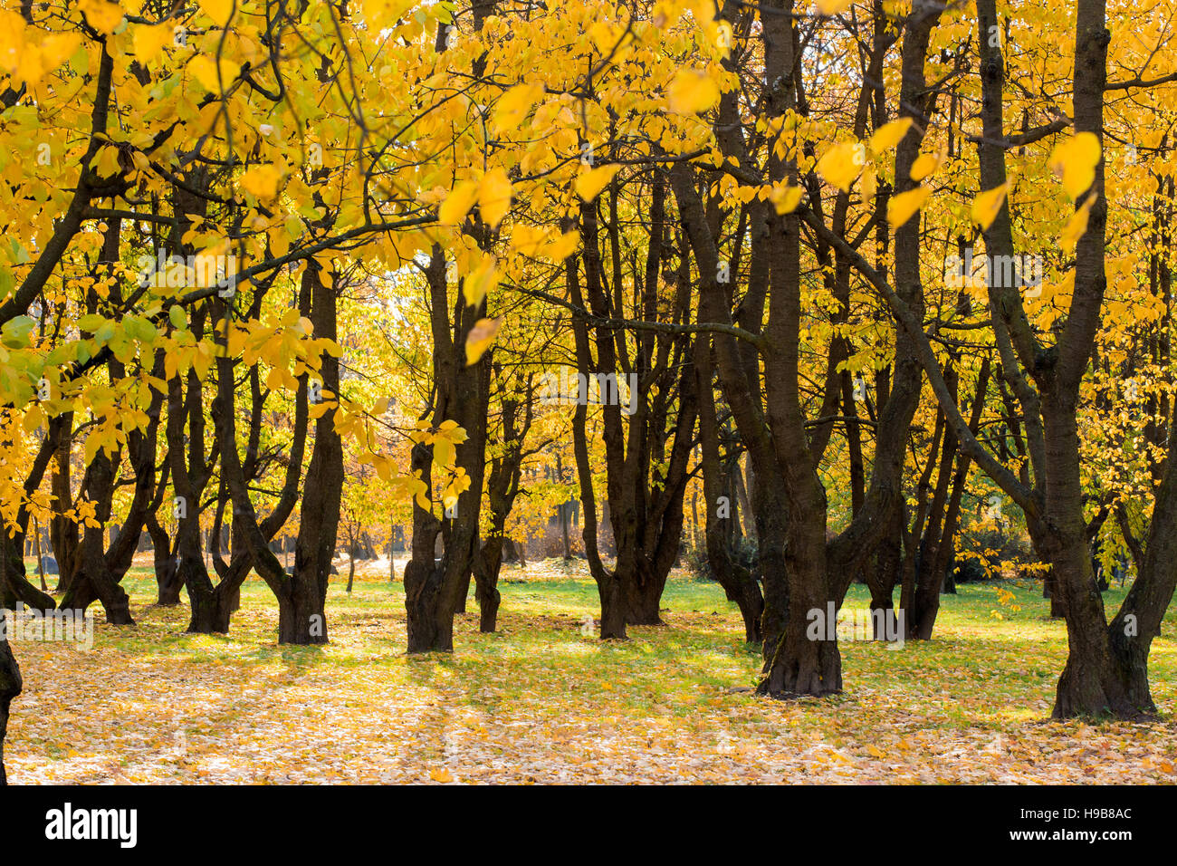 Colorful foliage in the autumn park Stock Photo - Alamy