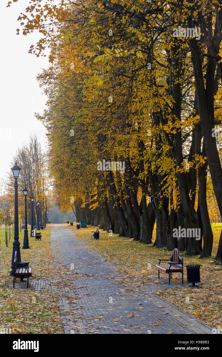 Colorful foliage in the autumn park Stock Photo - Alamy