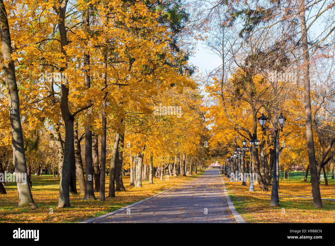 Colorful foliage in the autumn park Stock Photo - Alamy
