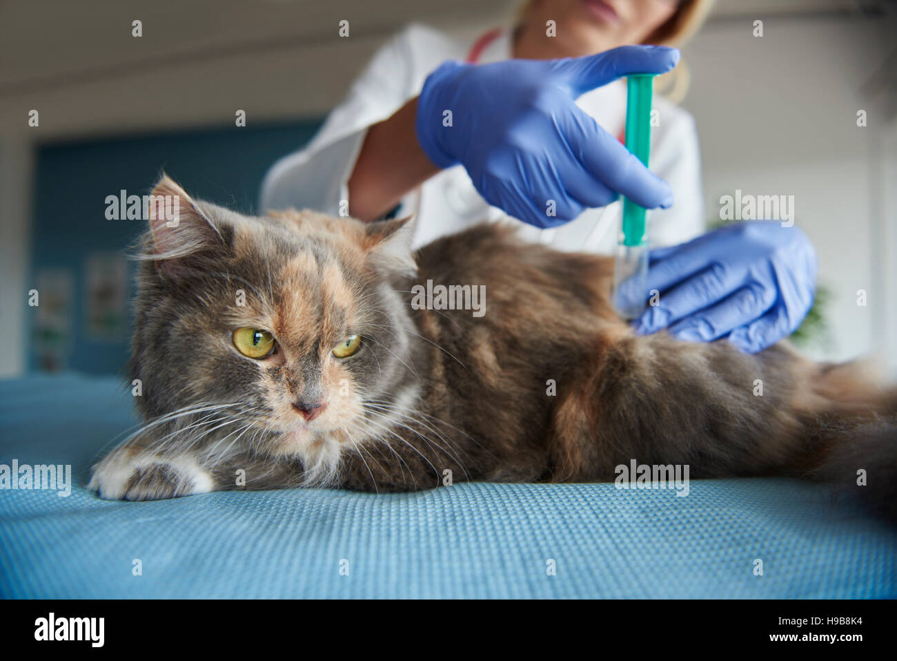 Cat is being given an injection Stock Photo Alamy