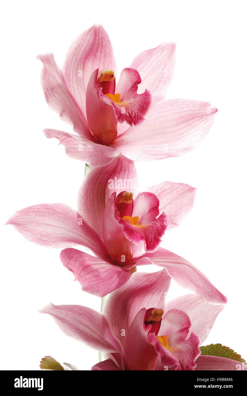 Pink orchids flowering in hi-res stock photography and images - Alamy