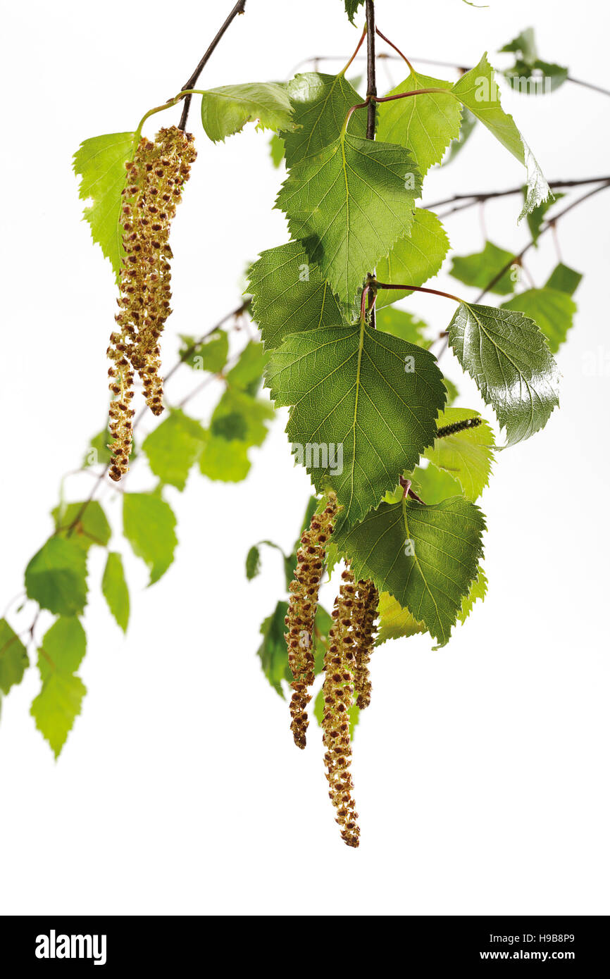 Flowering birch, birch pollen, leaves Stock Photo Alamy