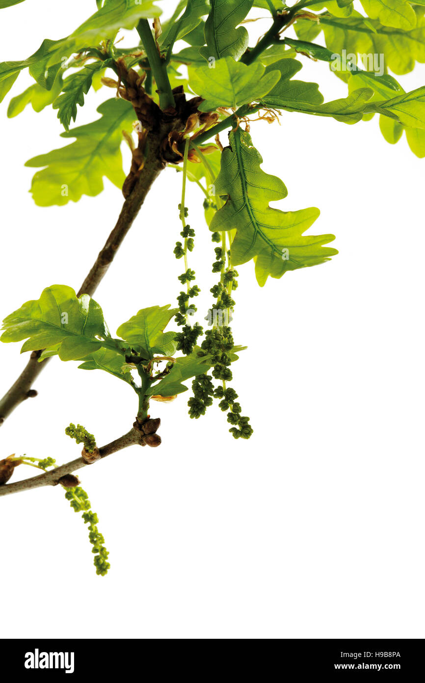 Flowering oak, oak pollen, leaves Stock Photo Alamy