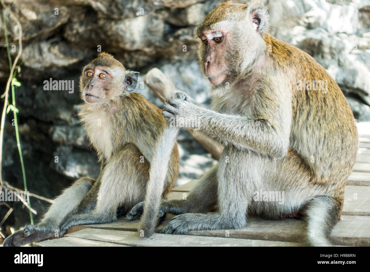 Macaque (Macaca) while grooming, Ao Nang beach, Krabi Province, Thailand Stock Photo