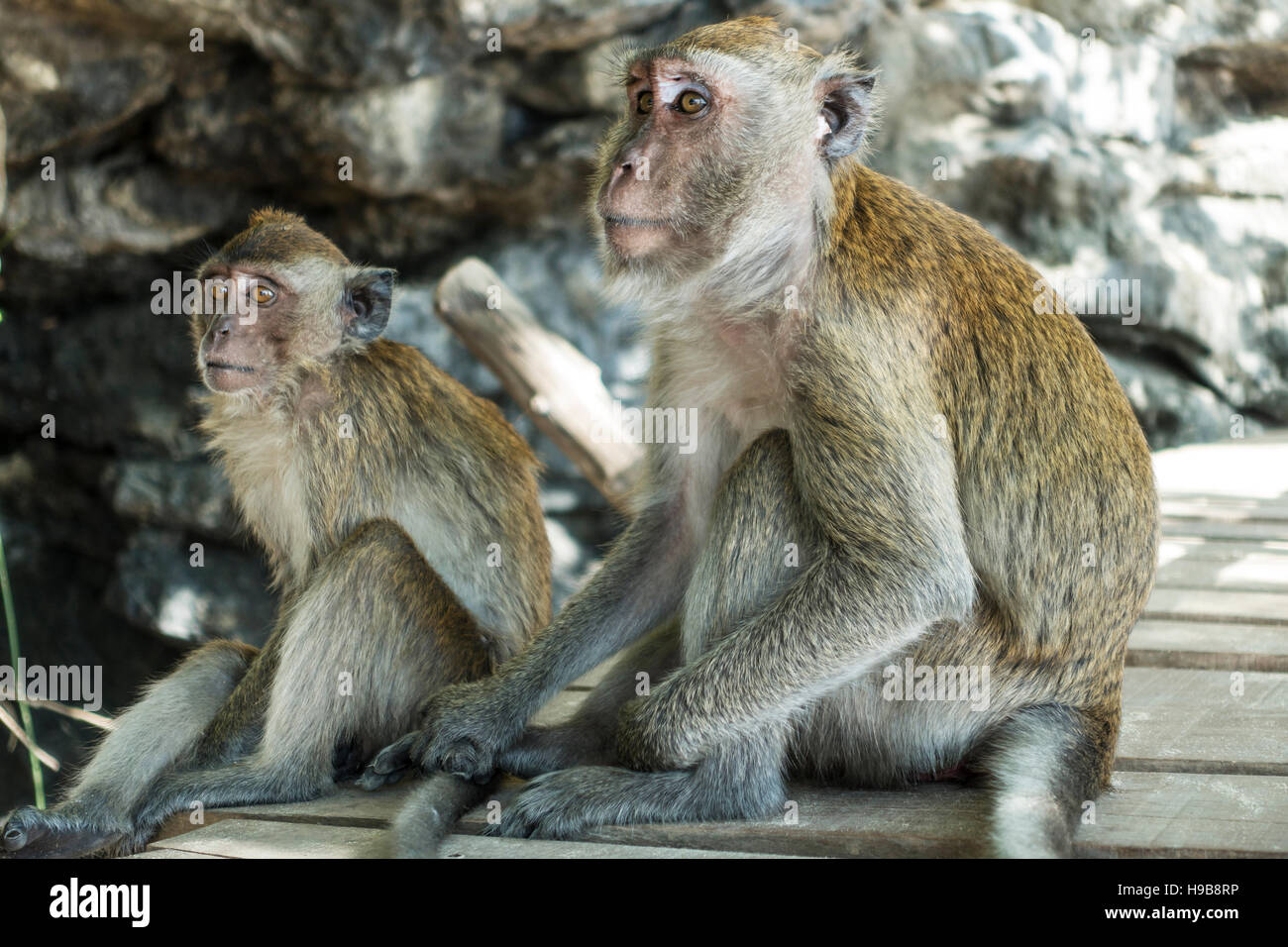 Macaque (Macaca) on the beach of Ao Nang, Krabi Province, Thailand Stock Photo