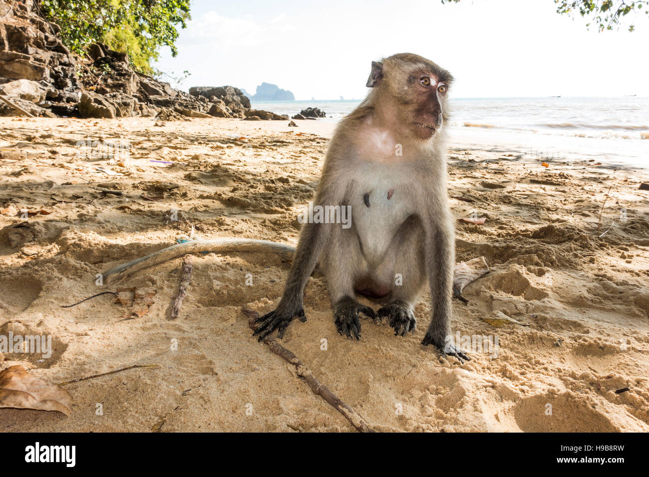 Macaque (Macaca) sitting on the beach of Ao Nang, Krabi Province, Thailand Stock Photo