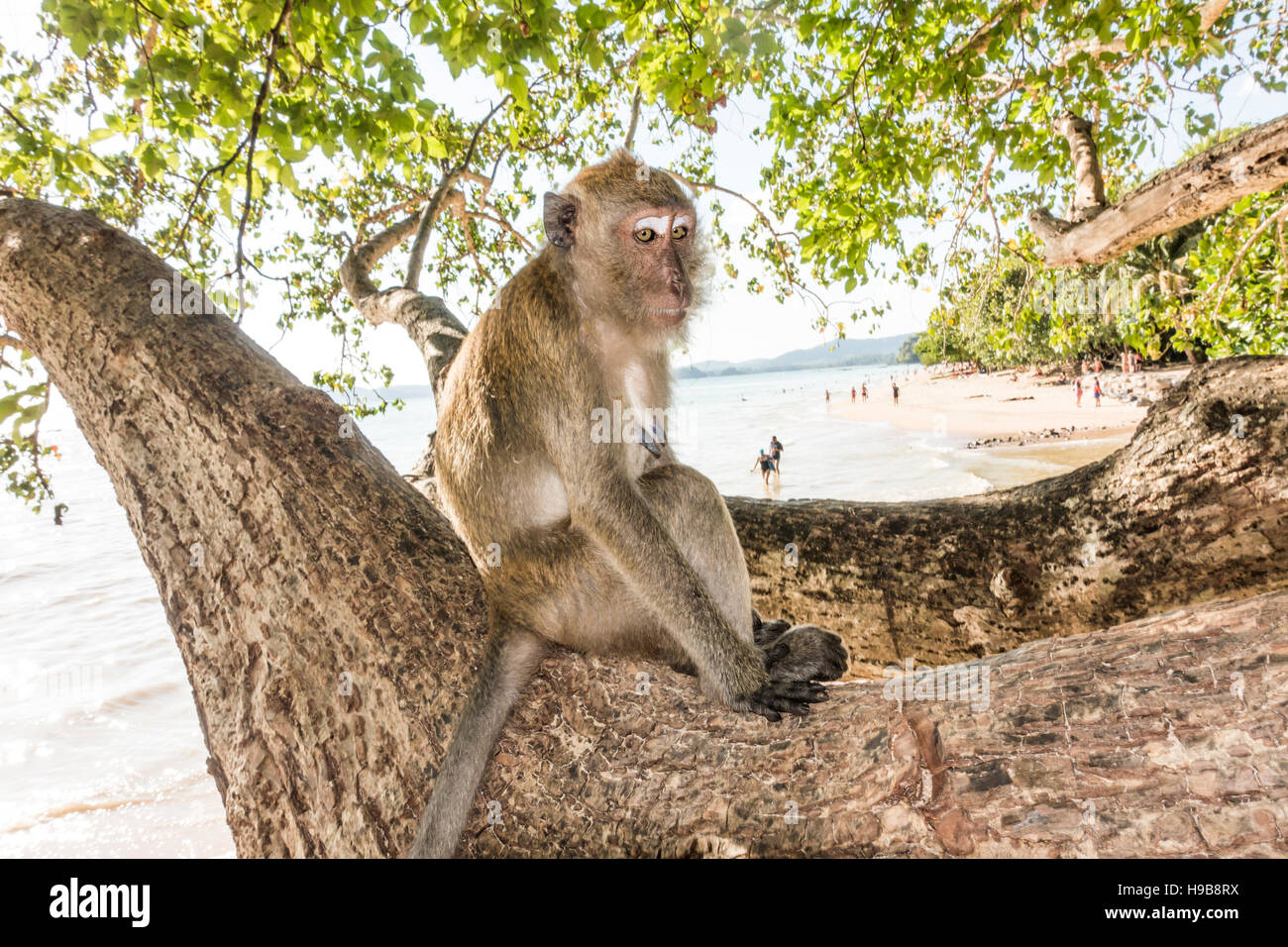 Macaque (Macaca) sitting in tree, Ao Nang beach, Krabi Province, Thailand Stock Photo