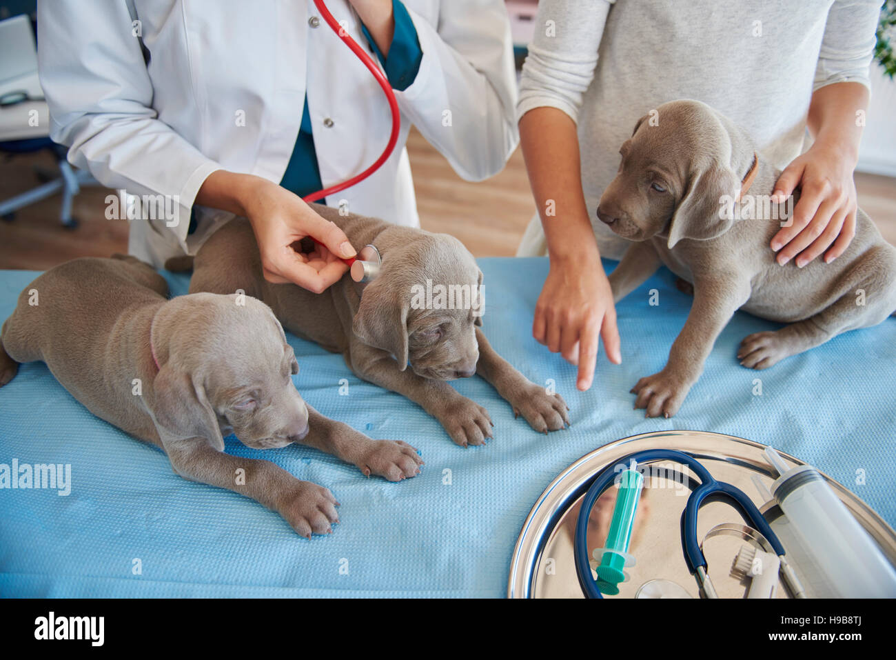 Sleepy puppies examined at the vet Stock Photo Alamy