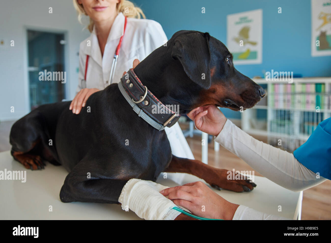 Dog with broken leg at the vet Stock Photo Alamy