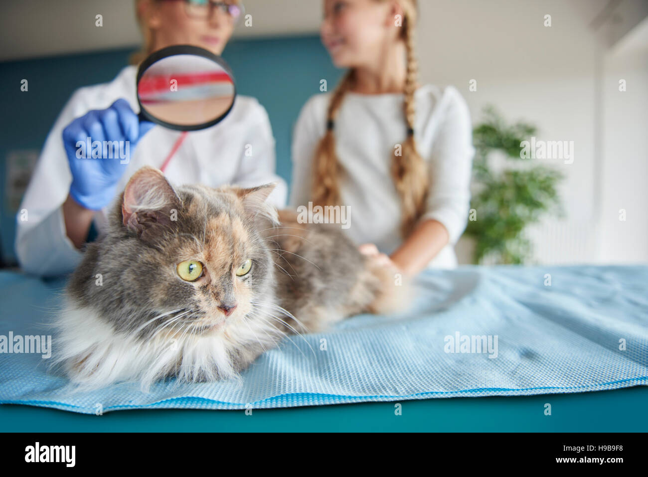 Cat examination with a magnifying glass Stock Photo Alamy