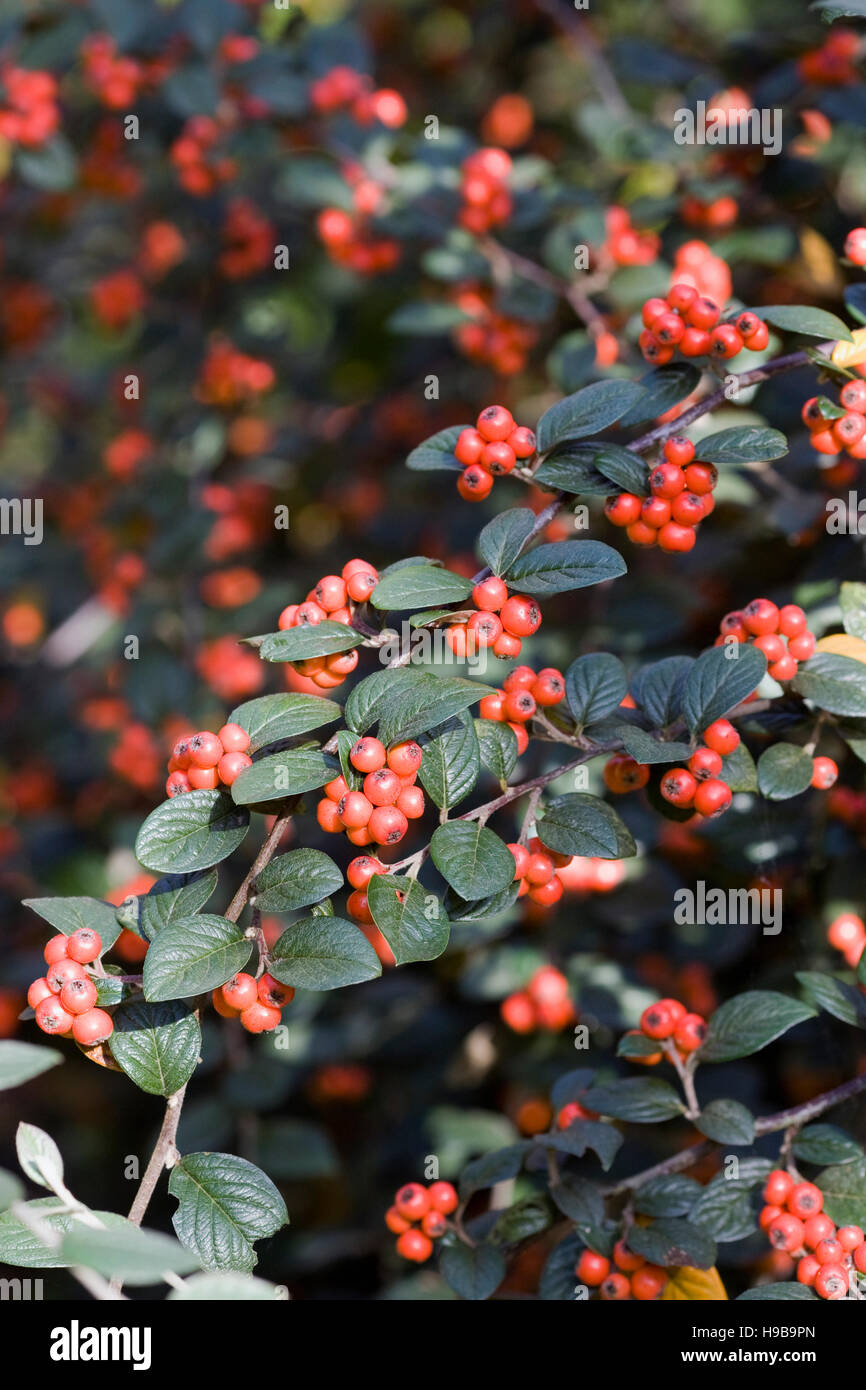 Cotoneaster franchettii berries in Autumn. Stock Photo