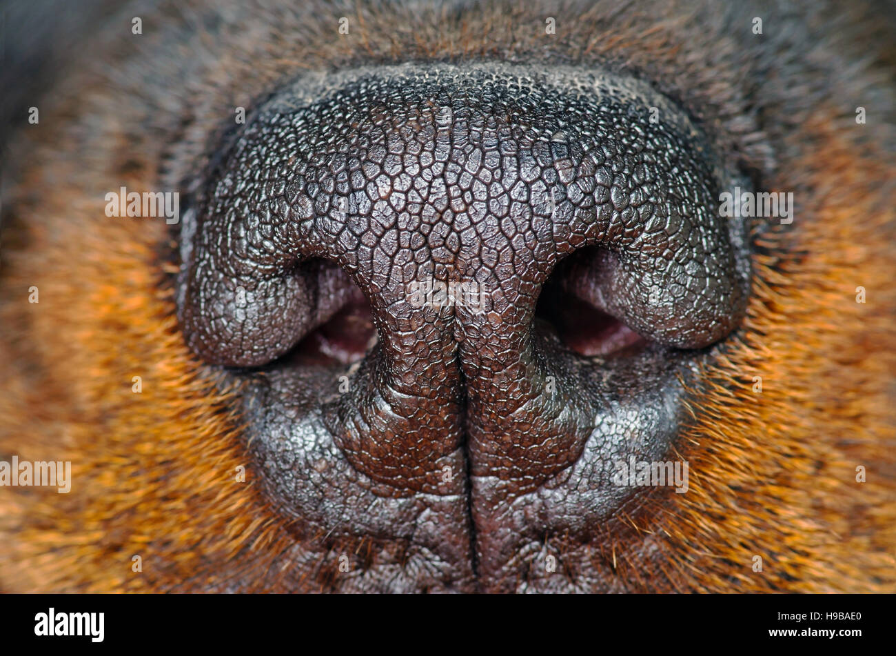 What Can You Tell From A Dogs Nose