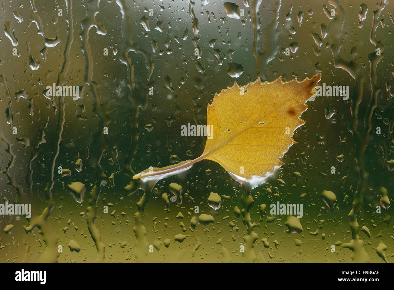 Chester UK. 21st November 2016. UK weather. An autumn leaf stuck to a rain covered window. Andrew Paterson/Alamy Live News Stock Photo