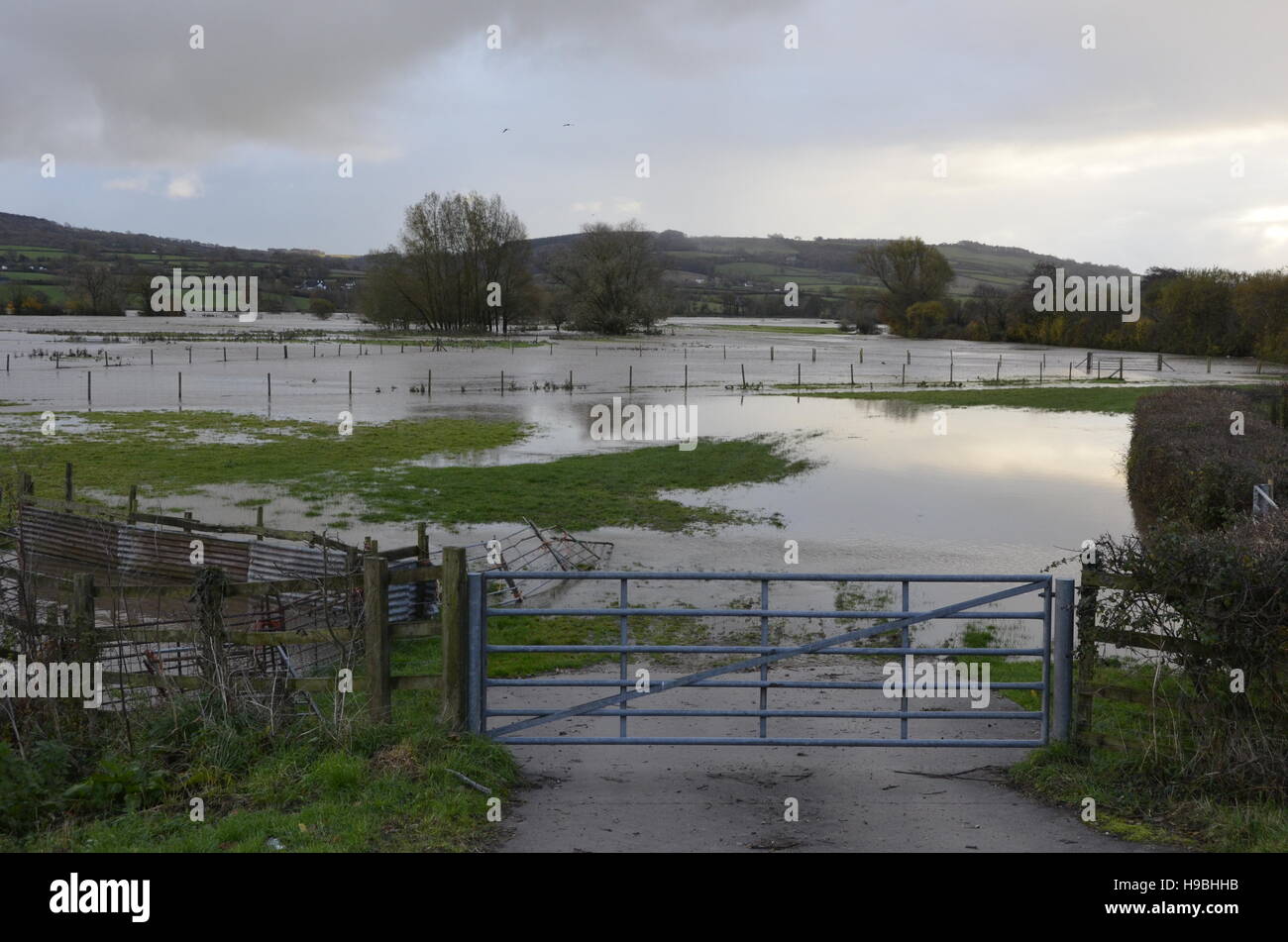 Axminster, Devon, UK. 21st Nov, 2016. UK Weather. A view of the River Yarty at Axminster in Devon which has broken its banks after a prelonged spell of heavy rain. Credit:  Graham Hunt/Alamy Live News Stock Photo