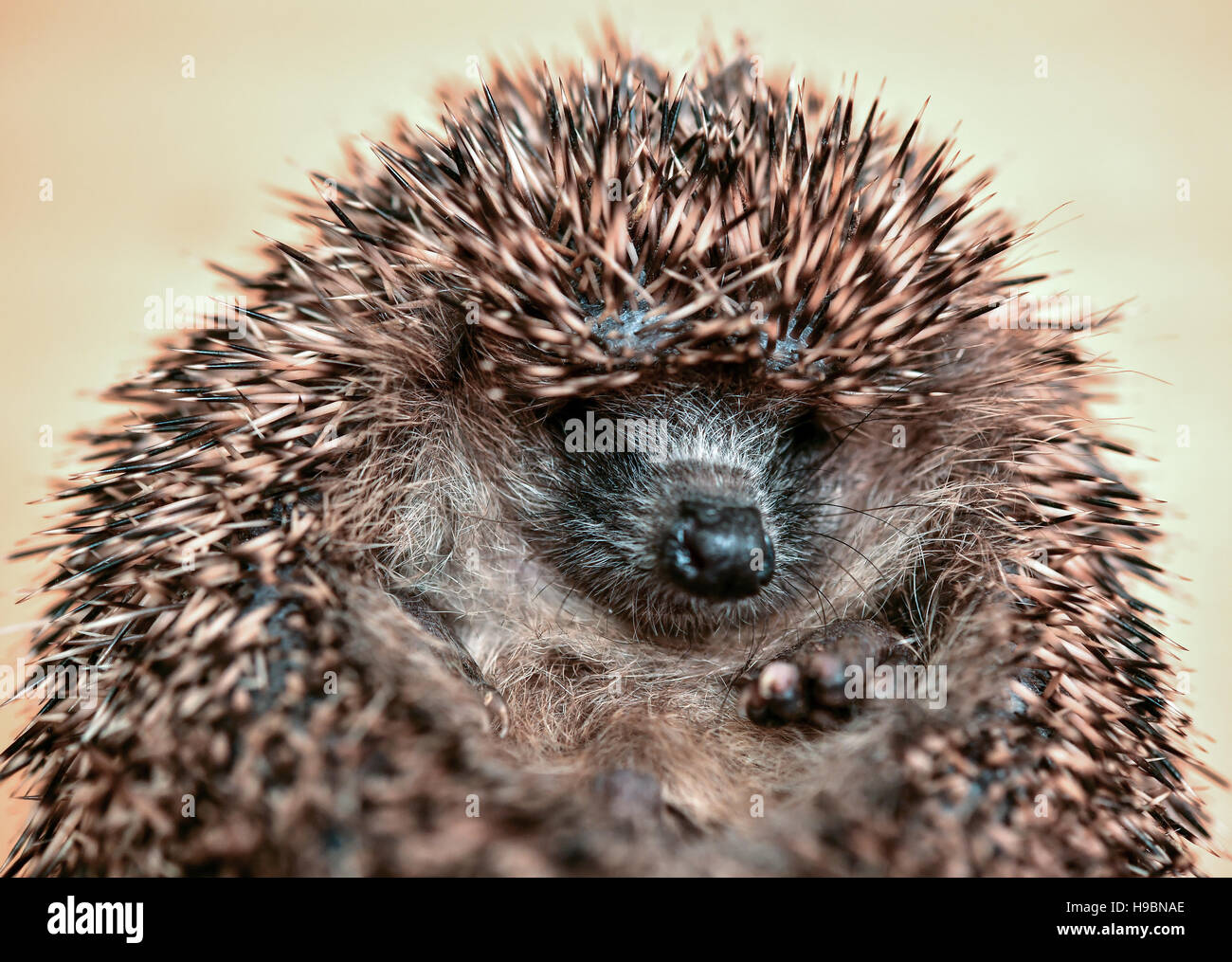 Neuzelle, Germany. 21st Nov, 2016. A small hedgehog is balled up at Simone Hartung's hedgehog station in Neuzelle, Germany, 21 November 2016. Simone and Klaus Hartung have been running a private hedgehog station for 7 years. The married couple take care of hedgehogs which are injured, ill or too small. The hedgehogs are currently due to hibernate. Photo: Patrick Pleul/dpa-Zentralbild/ZB/dpa/Alamy Live News Stock Photo