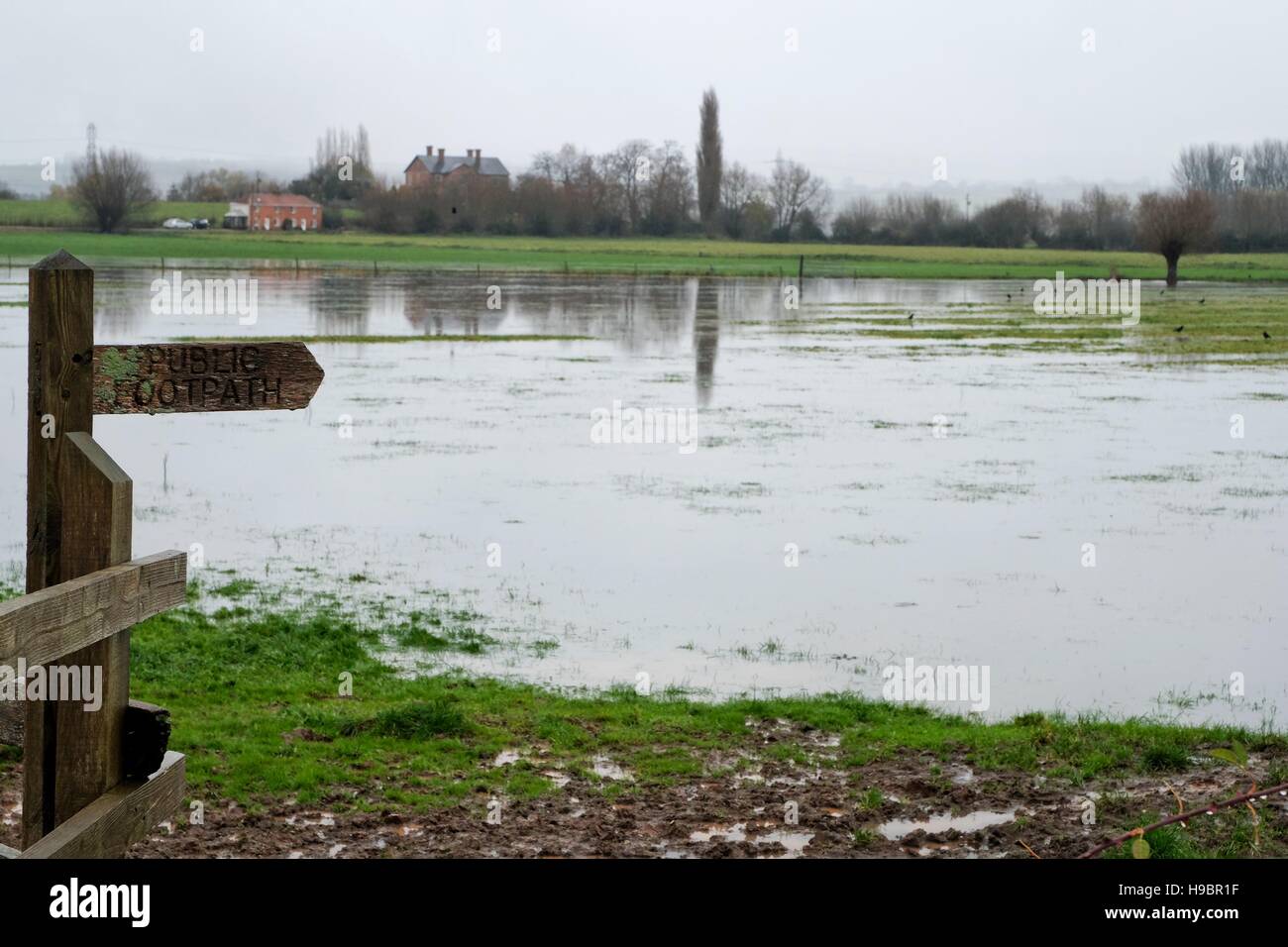 Somerset Levels, Near Glastonbury, Somerset, UK. 22nd November, 2016. UK weather.  Farmland floods in the aftermath of Storm Angus and continuing heavy rain. Credit:  Tom Corban/Alamy Live News Stock Photo