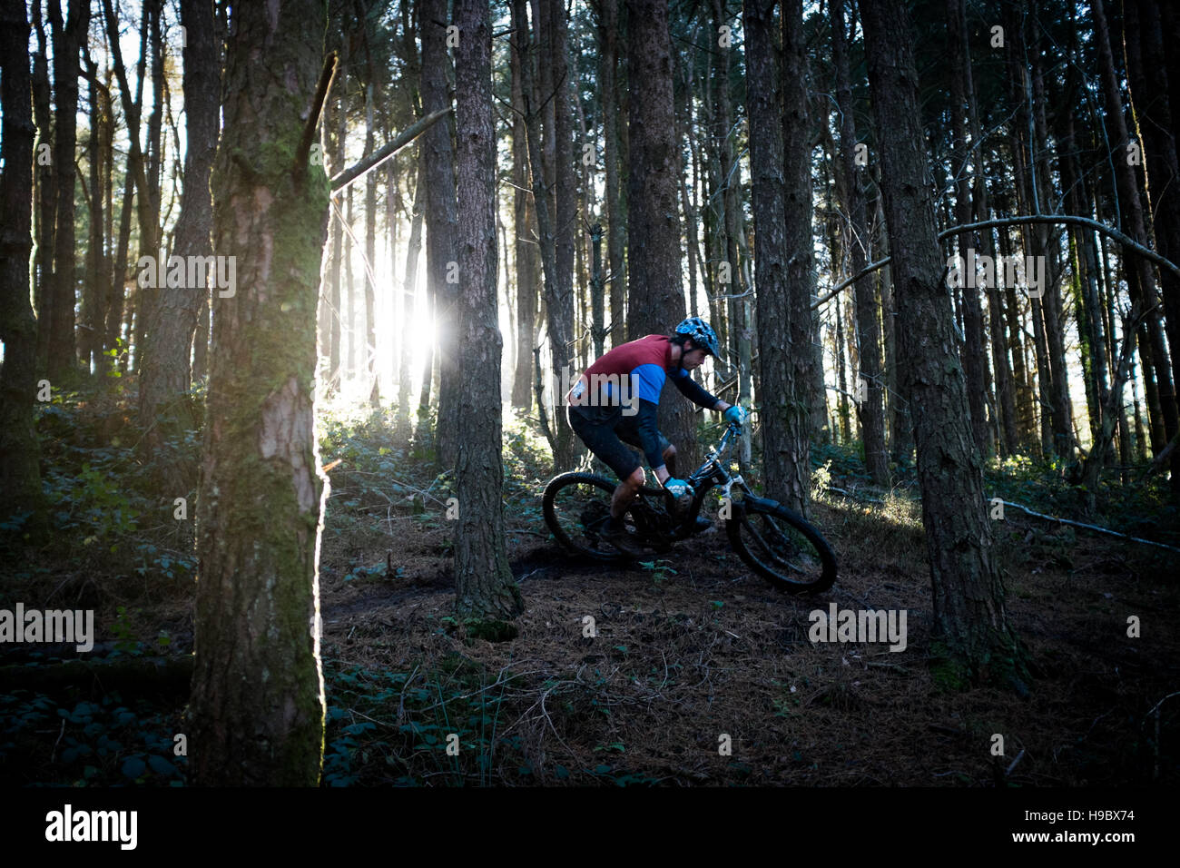 A cyclist rides a forest trail on his mountain bike in Wales, United Kingdom. Wales has become popular with cyclists. Stock Photo