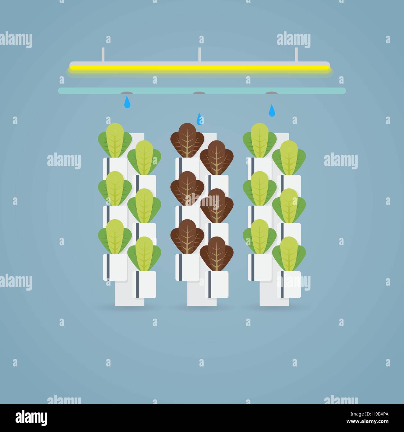 Hydroponic multistory farm. Letucce green and purple. Stock Vector