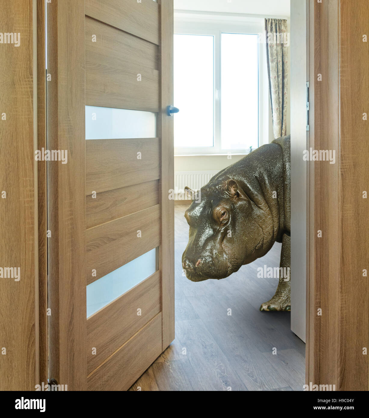 Little Hippo looks out from behind the door of your apartment Stock