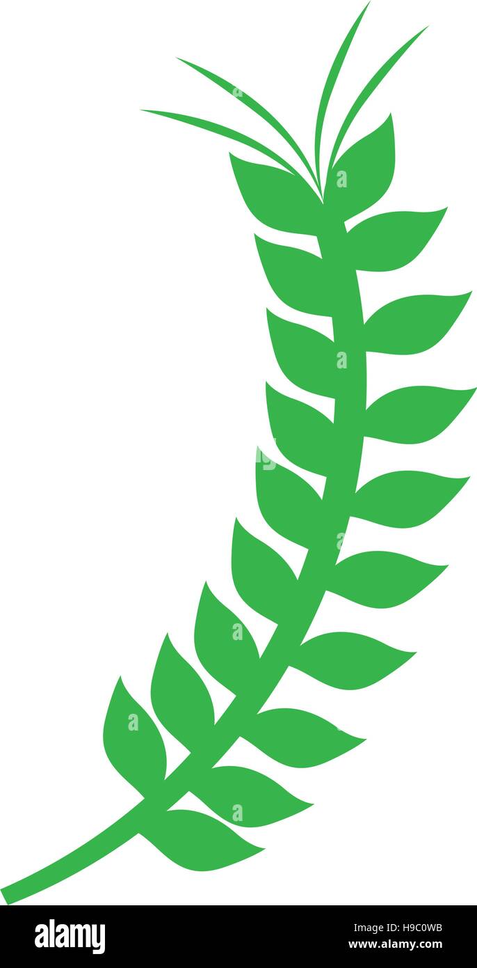 green branch of olive with leaves vector illustration Stock Vector ...