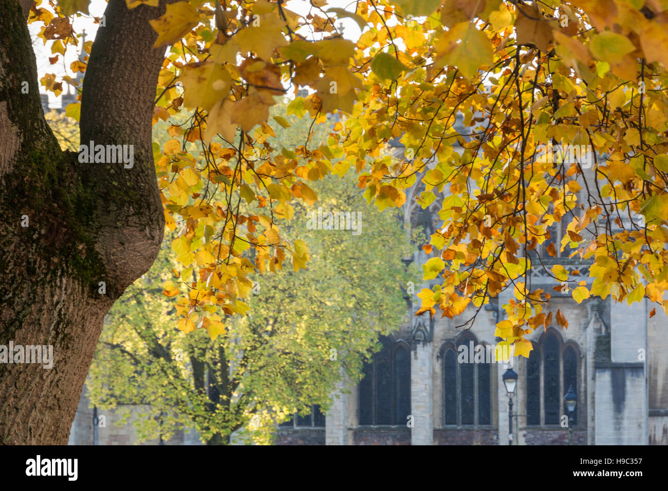 Exterior of Bristol Cathedral viewed through the foliage of a tree on