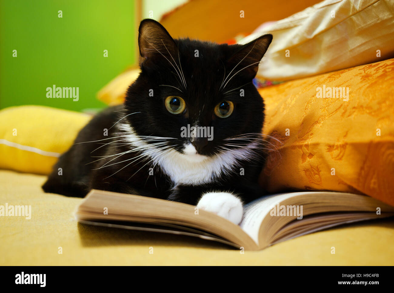 Beautiful black and white cat lying with an open book Stock Photo - Alamy