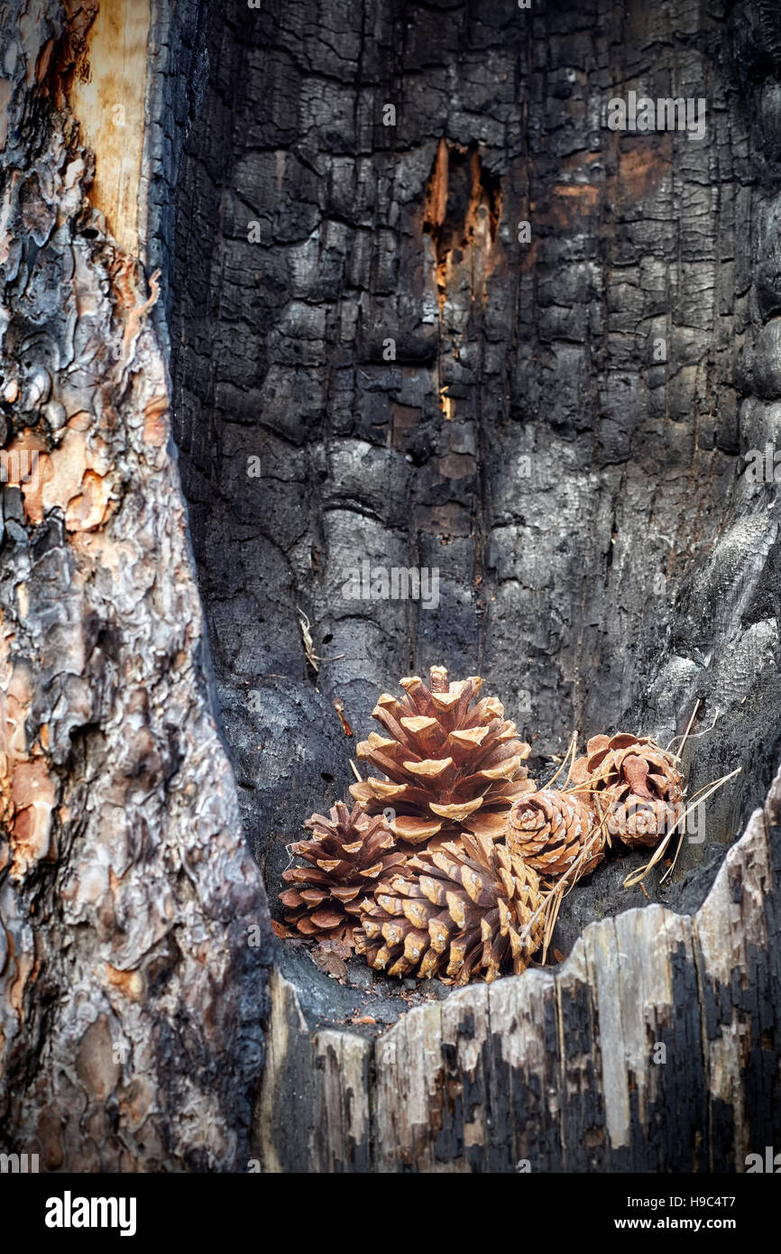 Pine cones in a burnt tree trunk hollow, nature destruction and new life concept background. Stock Photo