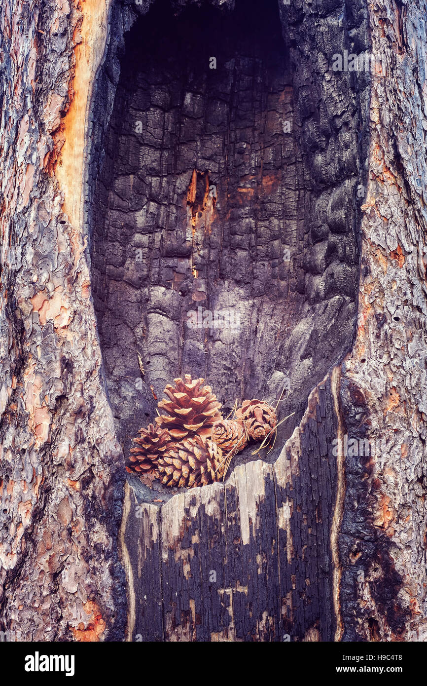 Vintage toned pine cones in a burnt tree trunk hollow, nature destruction and new life concept background. Stock Photo