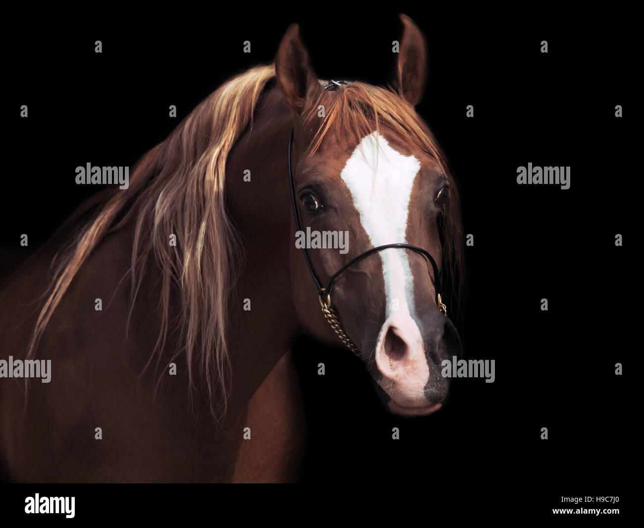 portrait od adult arabian stallion at black background Stock Photo
