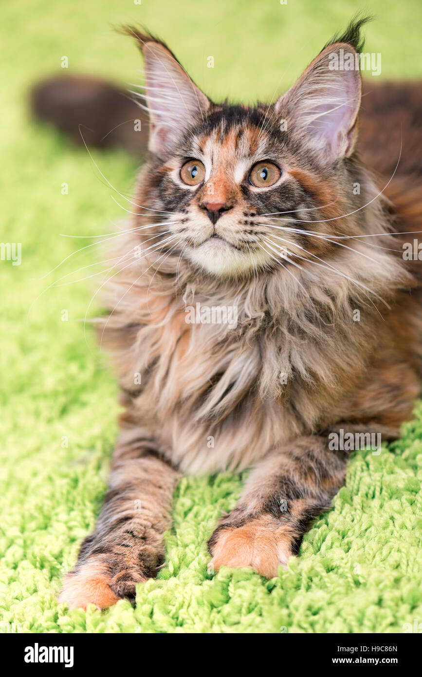 Maine Coon Kitten Stock Photo - Alamy