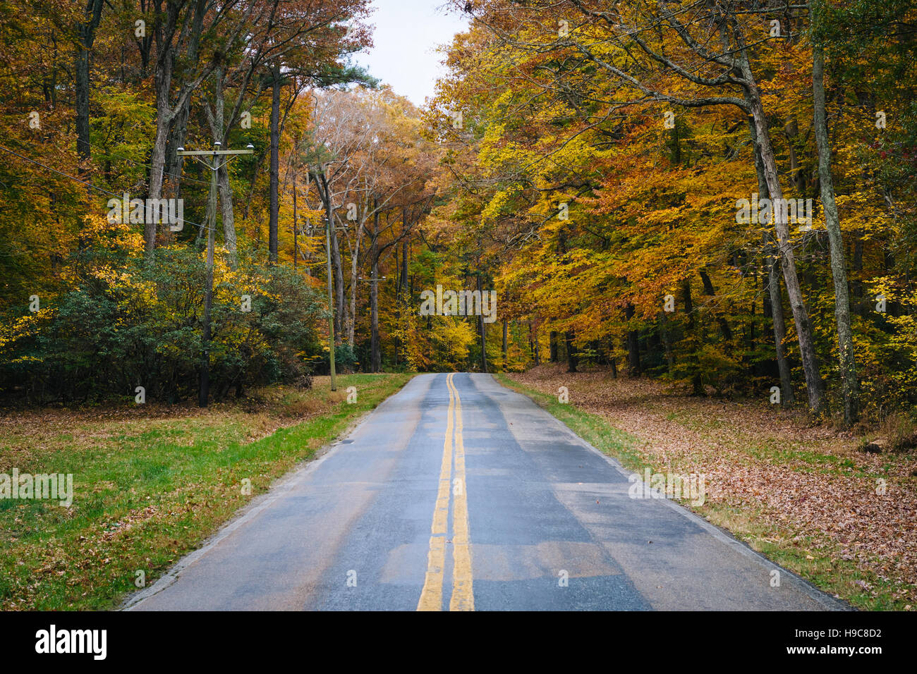 Autumn color along Carmichael Road, near Wye Island, Maryland. Stock Photo