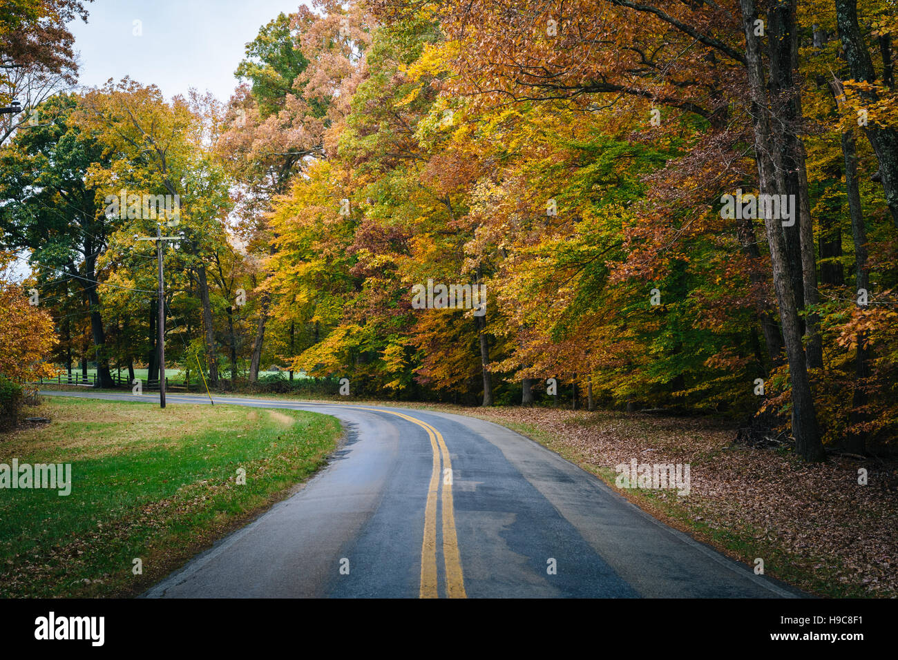 Autumn color along Carmichael Road, near Wye Island, Maryland. Stock Photo