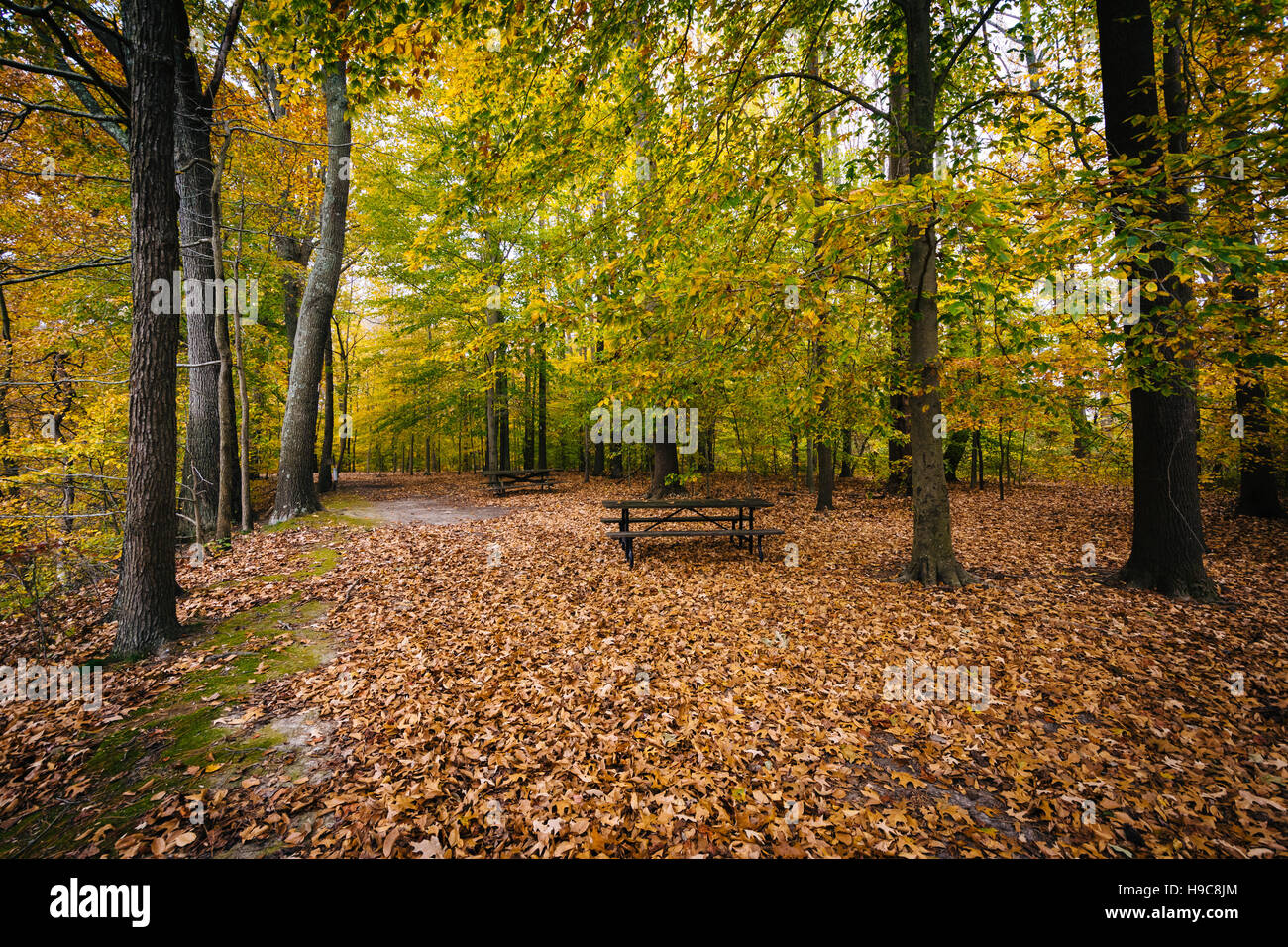 Autumn color at Wye Island, Maryland. Stock Photo