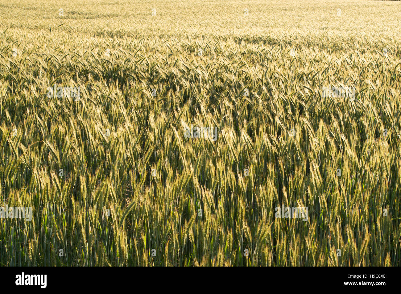 A field of barley cereal crop Stock Photo