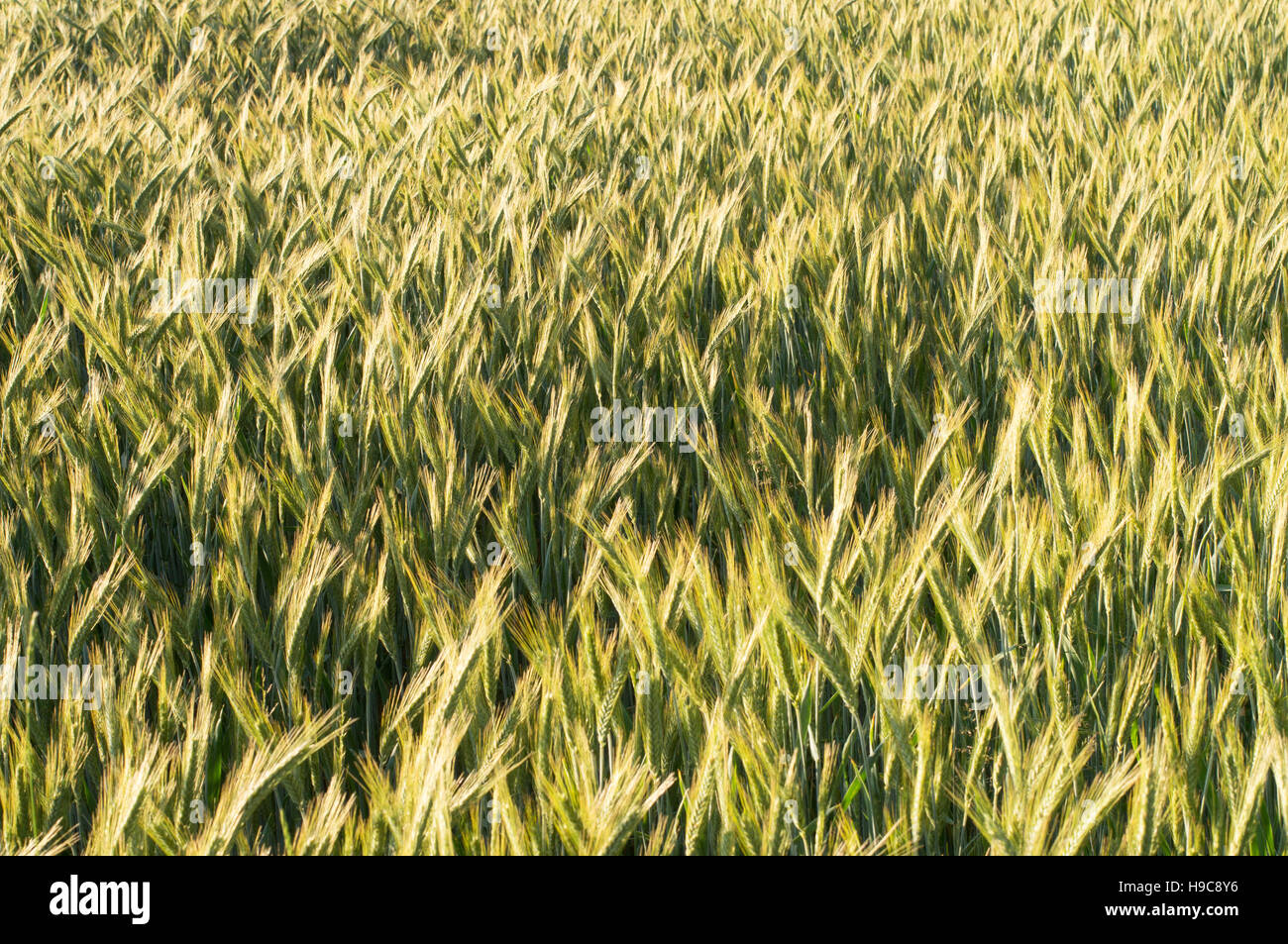 A field of barley cereal crop Stock Photo