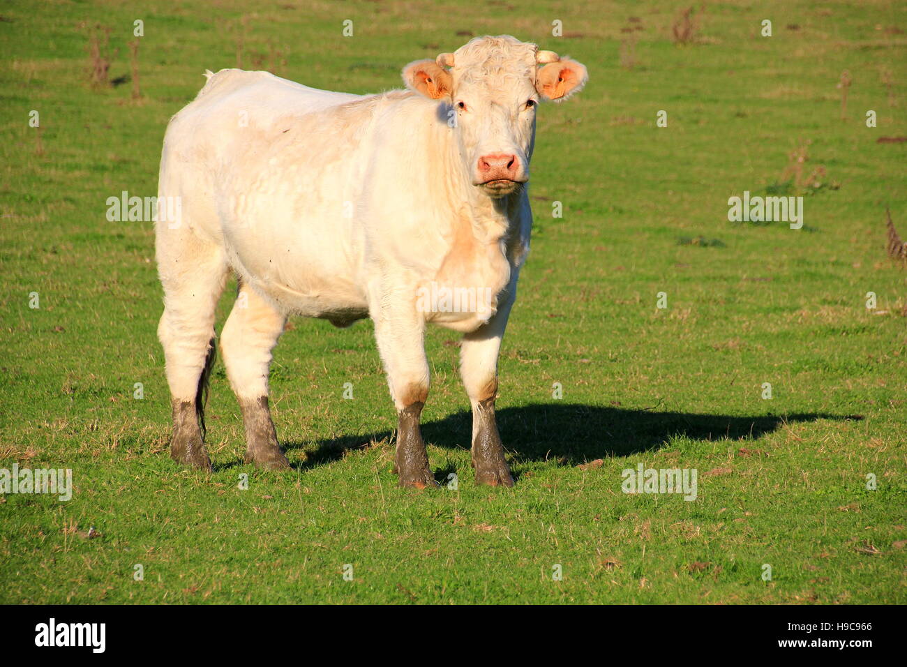 Curious white cow with dirty legs Stock Photo