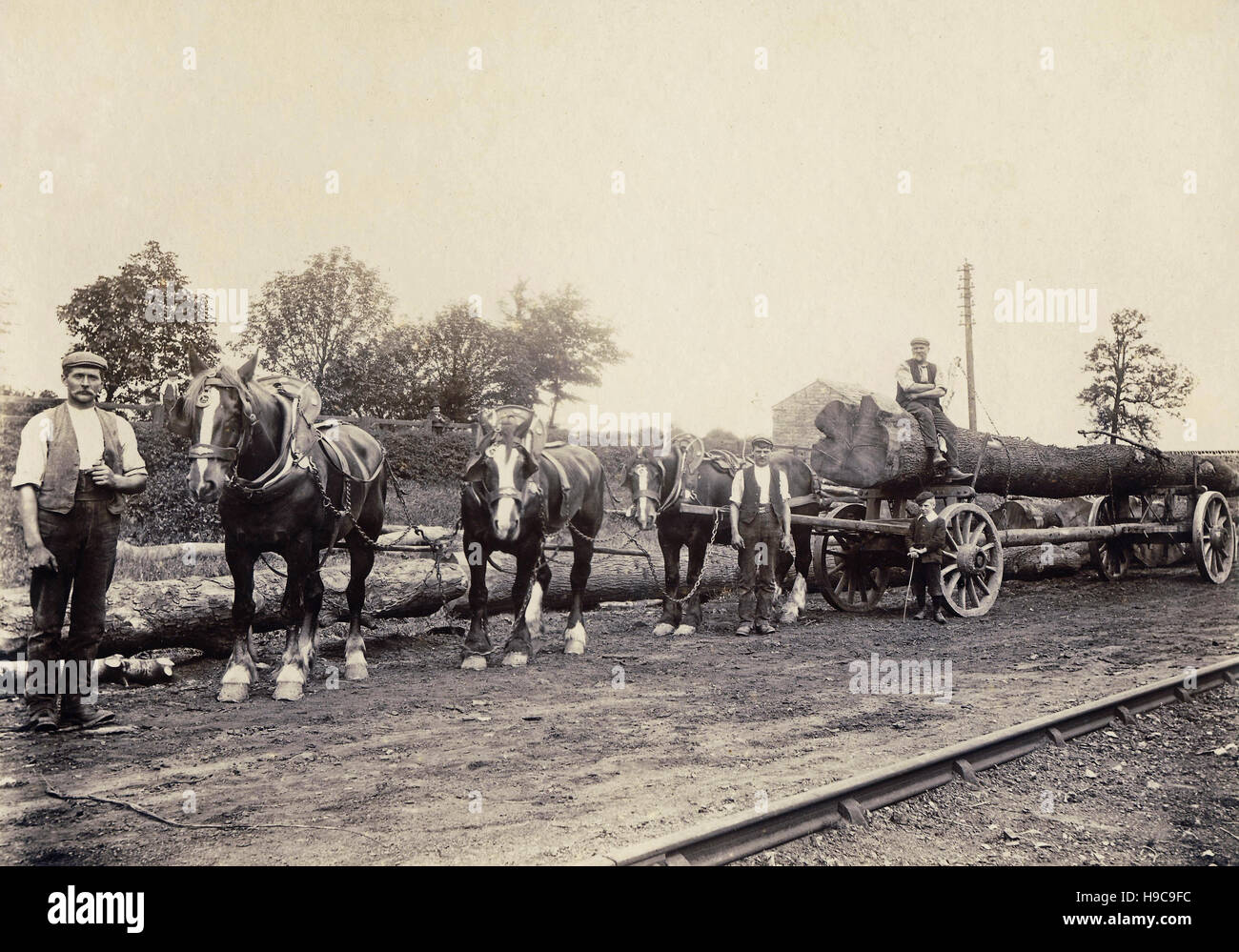 Historic archive image of horse team and men hauling felled tree c1900 Stock Photo