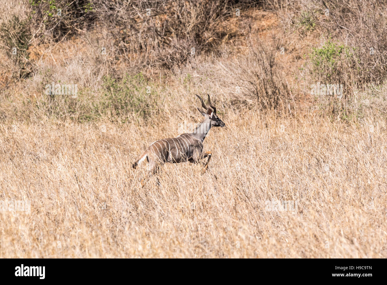 A Lesser Kudu running Stock Photo