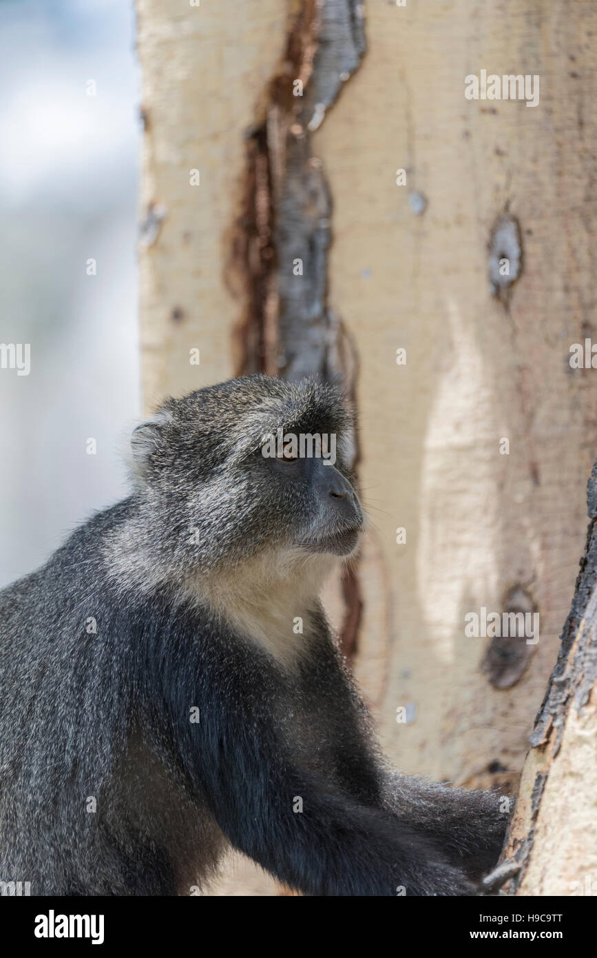 A Sykes, or Blue, Monkey beside an Yellow barked Acacia tree Stock Photo