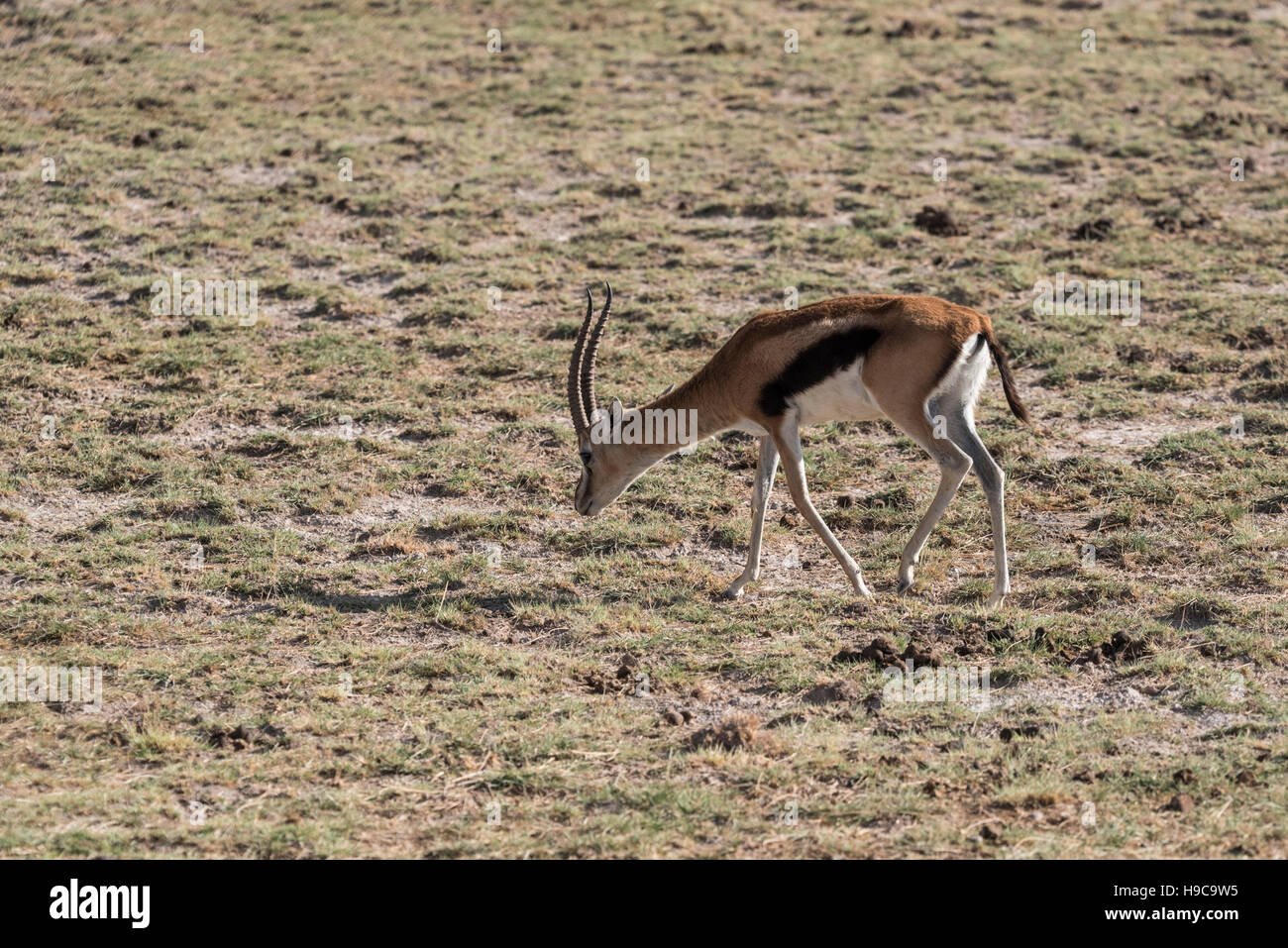 A Thomson's Gazelle grazing Stock Photo - Alamy