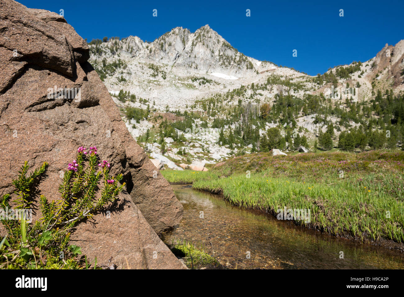 Pink mountain-heather in a basin in Oregon's Wallowa Mountains. Stock Photo