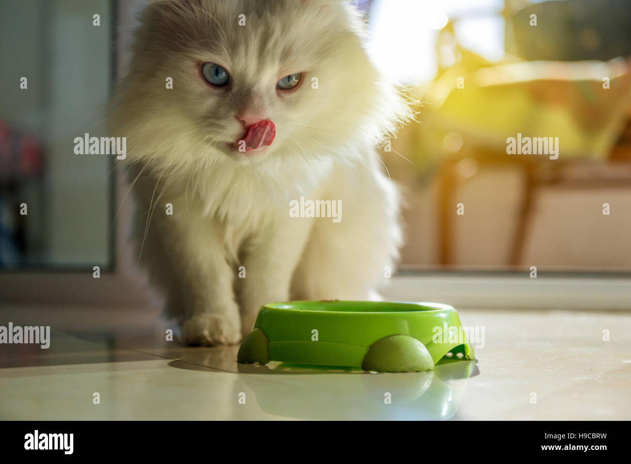 White persian cat eating Stock Photo Alamy