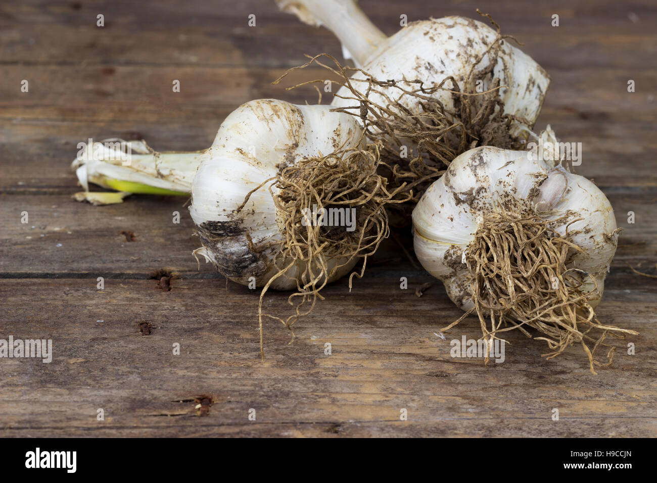 Organically grown garlic Stock Photo
