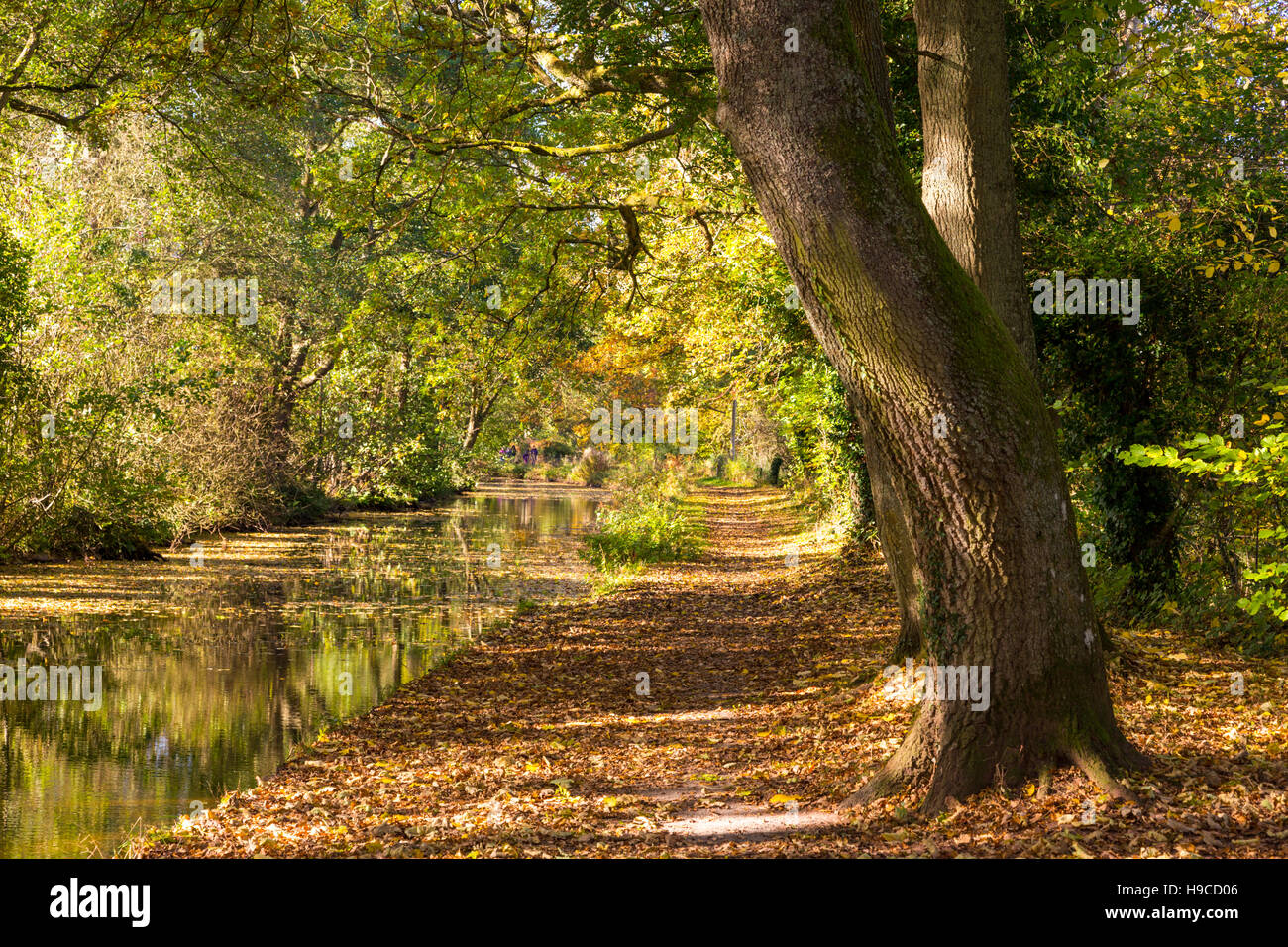 Autumn on the Monmouthshire & Brecon Canal, Brecon Beacons National Park, Wales, UK Stock Photo
