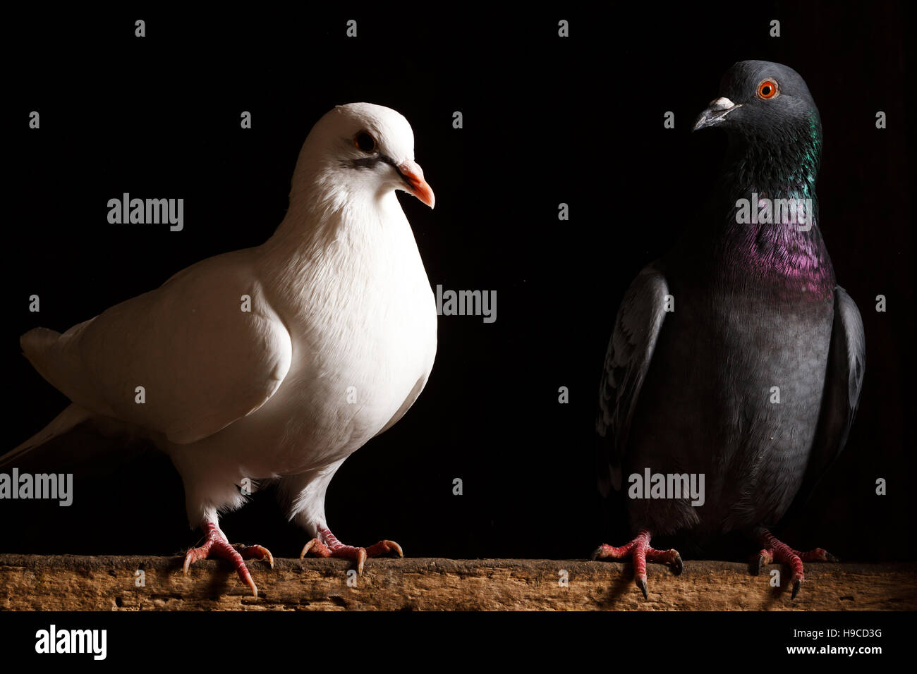Black and white dove on a black background,postal dove, symbol of peace
