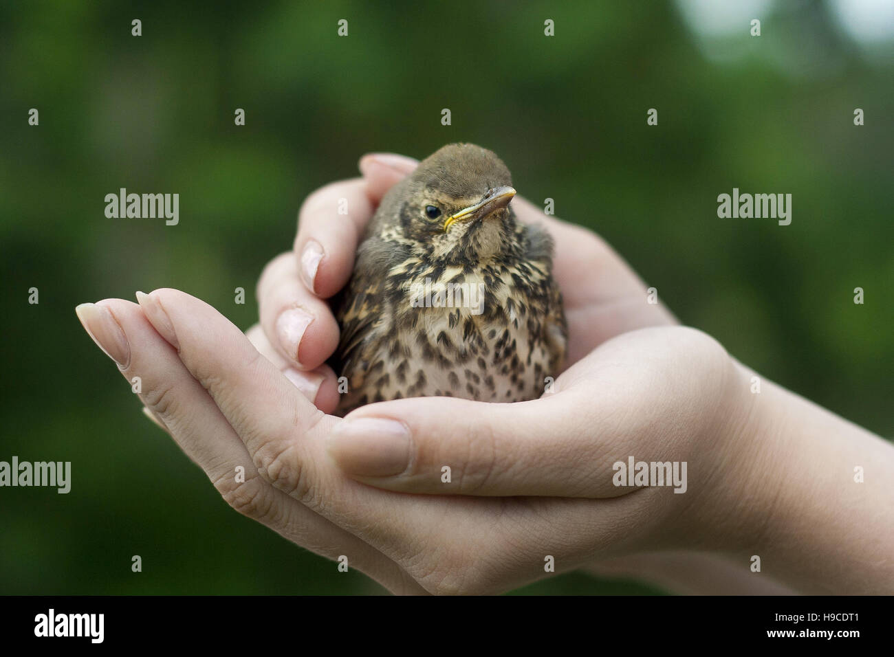 Baby bird sitting on hands. Field fare. Stock Photo